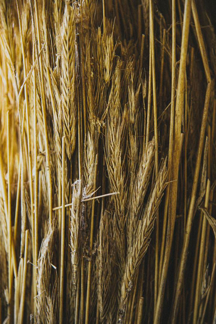 Le cycle du blé 
