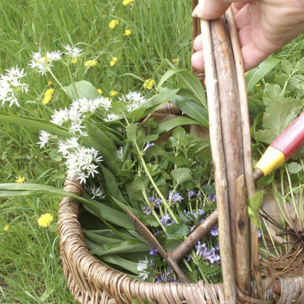 Cueillette plantes sauvages panier dordogne Perigord la Madeleine nature histoire