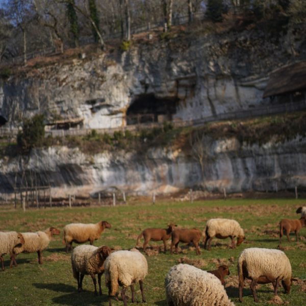 Mouton devant falaise